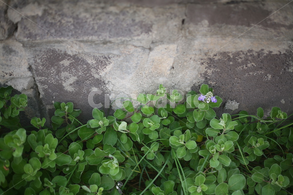 plant,식물,초록,꽃,자연