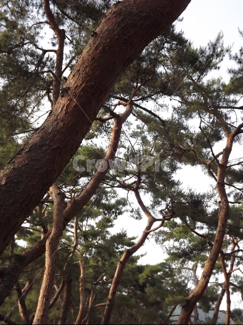 의림지,숲,소나무,나무,유원지,제천