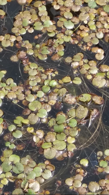 연못,고인물,개구리밥,물에뜨는식물,봄,여름,귀여운