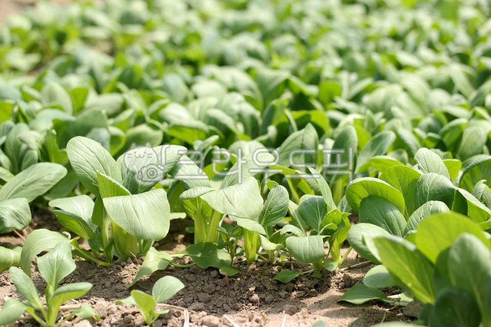 유기농,청경채,봄,초록색,농장,흙,밭,채소,건강,식물,농산물,음식,음식재료