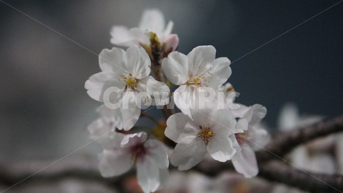 벚꽃,cherryblossom,봄,꽃,꽃나무,봄,계절,spring,season,식물,자연,plants,nature,꽃,flower,plant,blossom,cherry blossom