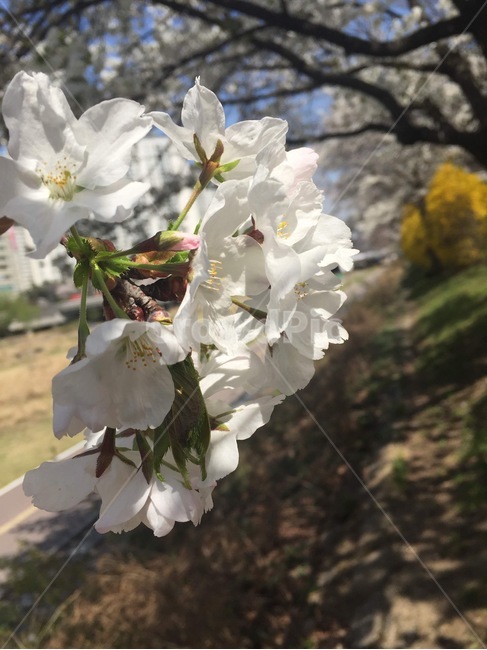 plant,식물,꽃,flower,blossom,벚꽃,나무,tree,spring,봄,봄,계절,spring,season