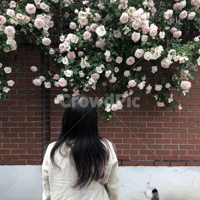뒷모습,옴브레,여자뒷모습,머리,뒷머리,담벼락,장미,레이어드컷