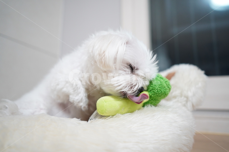 강아지,장난감,말티즈,흰둥이,멍멍이,dog