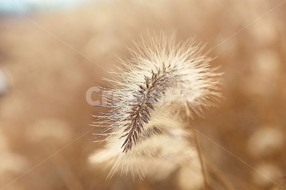 강아지풀,강아지풀꽃,꽃,잡초,가을,풀,공원,야외,가을,계절,fall,autumn,season,식물,자연,plants,nature