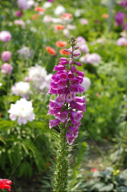 디기탈리스,보라색,나팔모양,약꽃,꽃식물원,식물,자연,plants,nature,꽃,flower