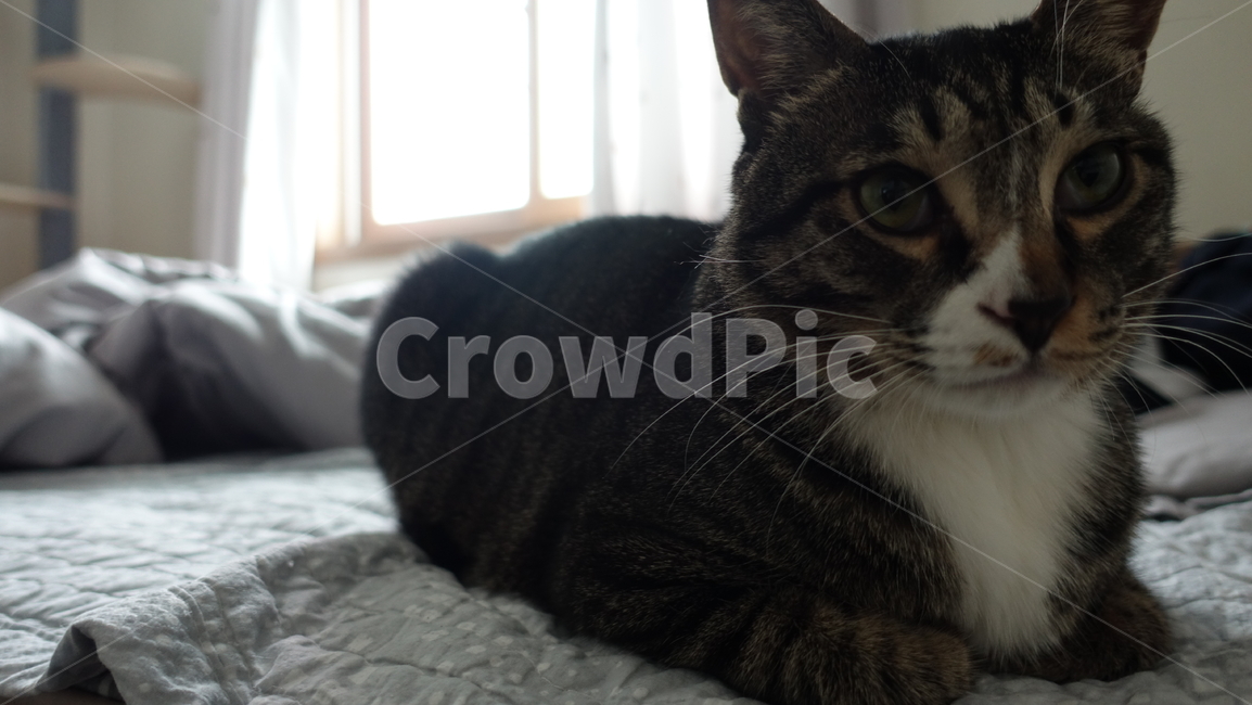 고양이,코숏,코숏고등어,애완동물,동물,동물,animal,포유류,mammal,고양이,cat,kitten,kitty