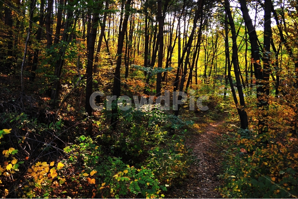 숲,숲속,길,숲길,산,산속,나무,풀,가을,단풍,낙엽,소나무,자연,풍경,nature,landscape,ground,바닥,plant,식물,tree