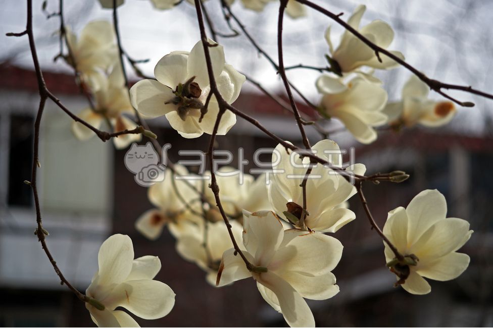 목련,백목련,봄꽃,계절,flower,식물,자연,plants,nature,꽃,flower