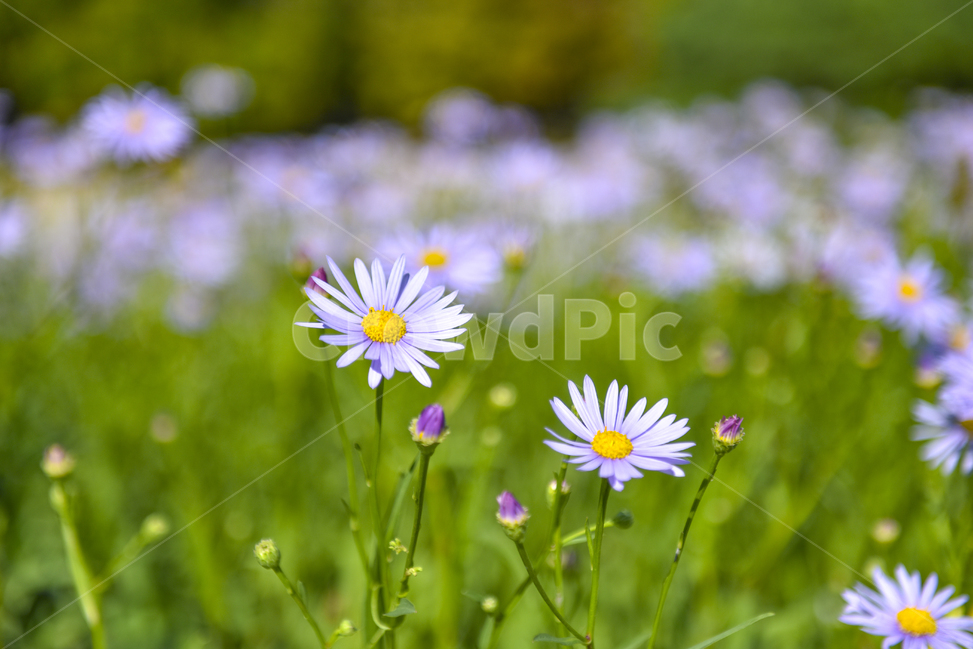 벌개미취,들꽃,꽃밭,가을,꽃사진,식물,자연,plants,nature,꽃,flower