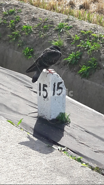 앉아있는새,자고있는새,새한마리,아기새,움츠리고있는새,동물,animal,조류,새,birds