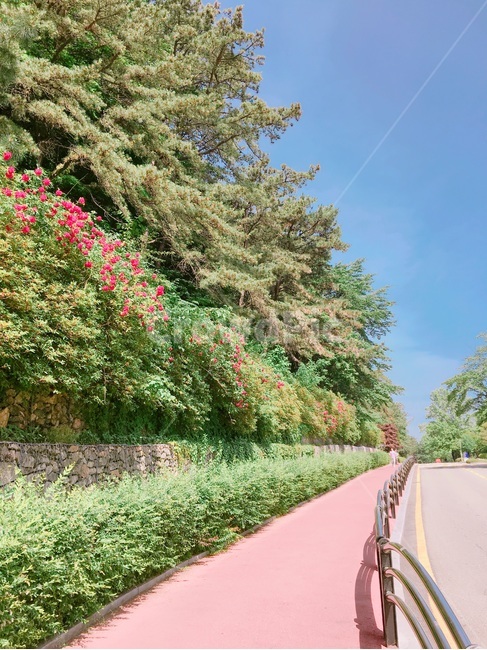 하늘,꽃,길,담장,수풀,봄,자연,풍경,nature,landscape,arbour,정자,garden,정원,outdoors,옥외