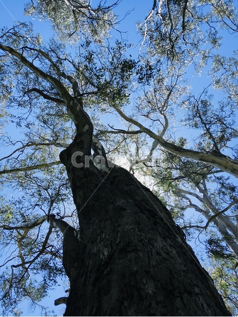 tree,나무,호주나무,호주여름,유칼립투스,여름,식물,자연,plants,nature,나무,trees,wood