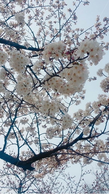 plant,식물,flower,blossom,벚꽃,cherryblossom,꽃,하늘,야외,풍경,자연,나무,봄,컬러,색감