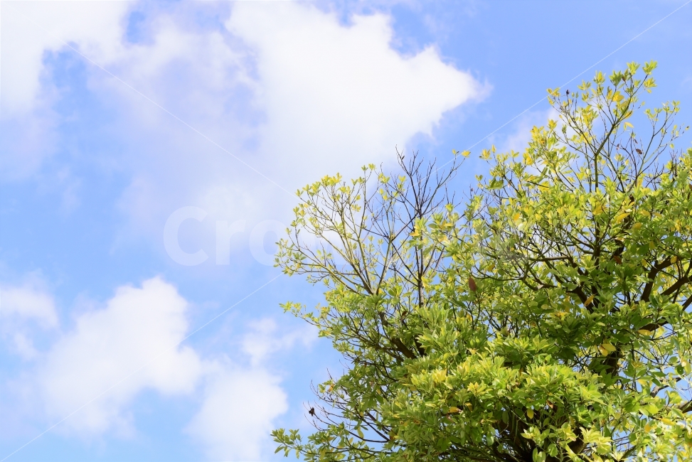 나무,하늘,가을,풀,구름,식물,자연,plants,nature,나무,trees,wood