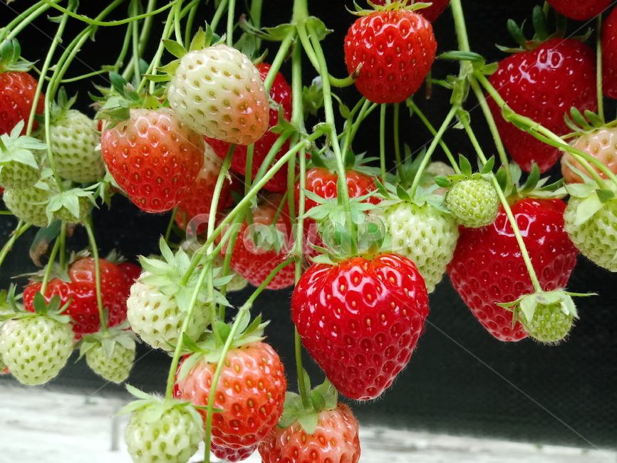 딸기,빨간열매,식물,strawberry,장미과,과일,농산물,과일,열매,fruit