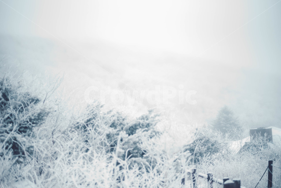 자연,얼음,눈,snow,겨울,겨울,계절,winter,season