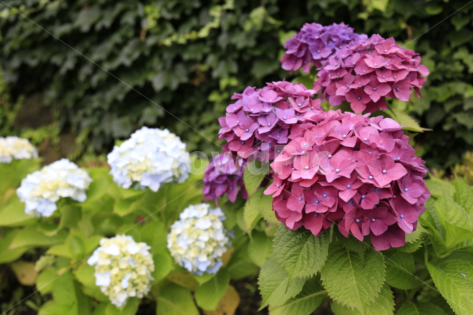 수국,꽃,보라,식물,flower,식물,자연,plants,nature,꽃,flower
