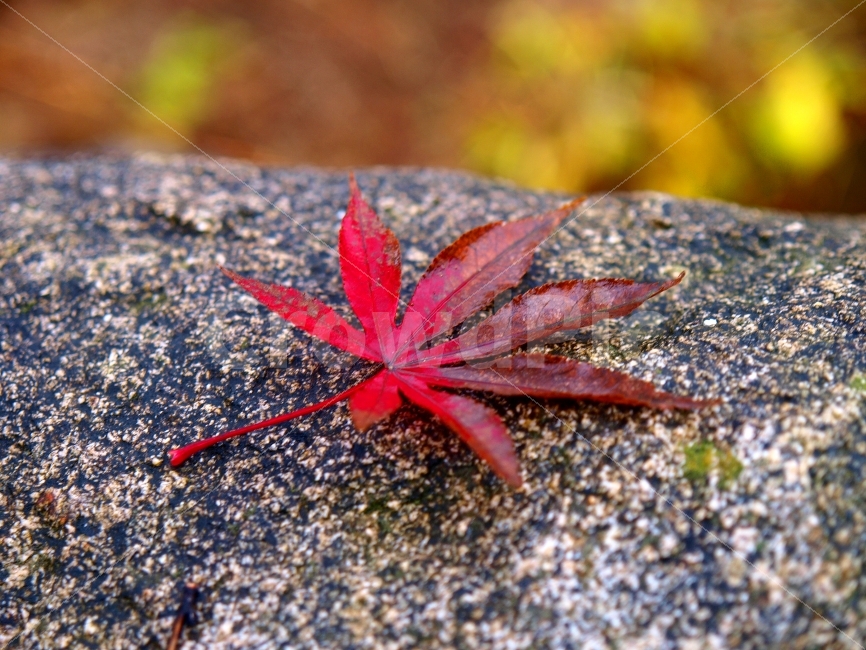 바위,낙엽,단풍,자연,풍경,가을,식물,자연,plants,nature,가을,계절,fall,autumn,season,leaf,잎,plant,tree,나무
