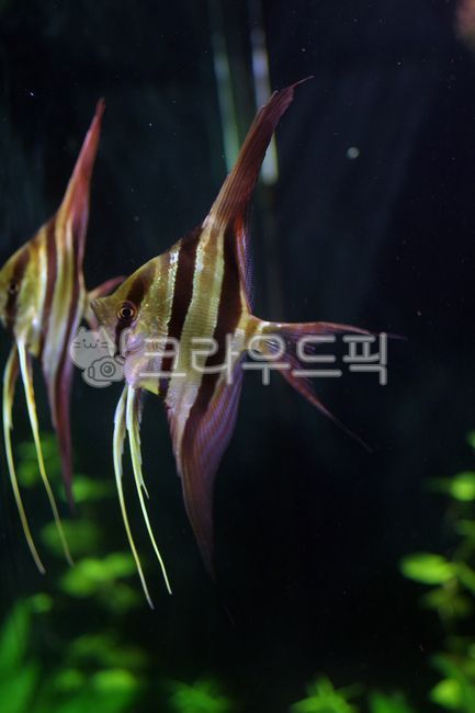 엔젤피쉬,animal,물고기,관상어,알텀앤젤,ornamentalfish,동물,fish,angelfish,남미어종,southamericanfish