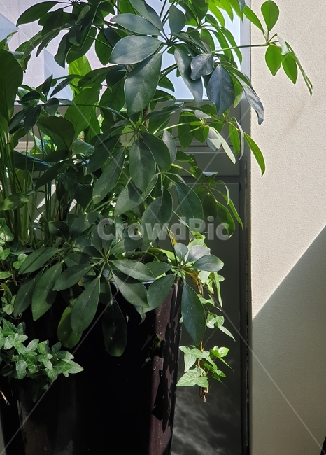 plant,식물,leaf,잎,봄소식,햇살가득,초록잎