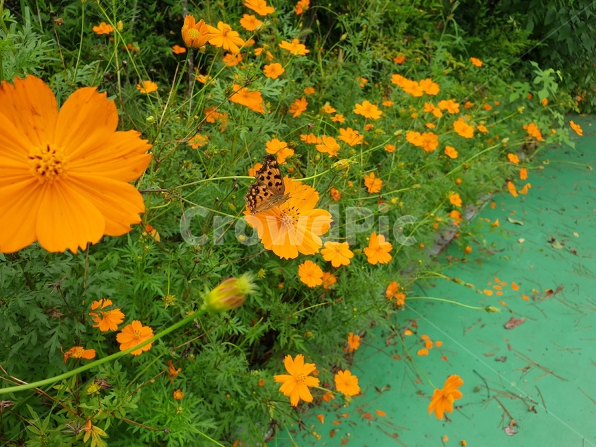 plant,flower,blossom,꽃,꽃잎,가을꽃,호랑나비,코스모스,주황꽃,예쁜꽃,가을,cosmos,butterfly,autumn,petal,식물,자연,plants,nature,꽃,flower