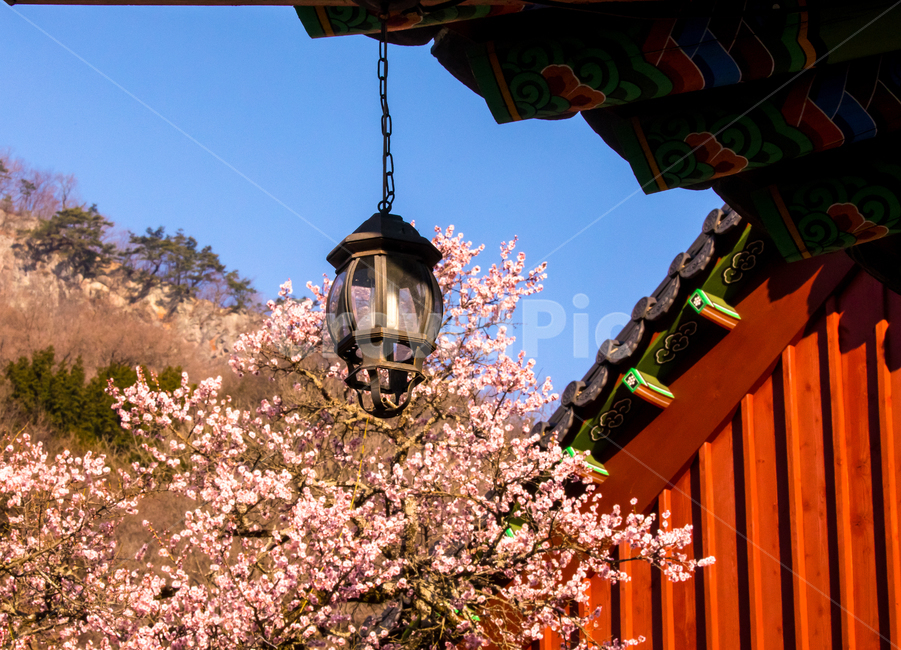 자연,풍경,경치,식물,꽃,봄꽃,사찰,백양사,고불매,매화,매화나무,홍매,홍매화,보호수,고건축,지붕,기와지붕,한옥,건물,건축,경내,아침,안개,고목,빛,햇빛,태양,일출,plant,building,architecture,건축물,풍등,lamp,한국전통,한국문화,korean traditional,korean culture,식물,자연,plants,nature,꽃,flower,나무,trees,wood
