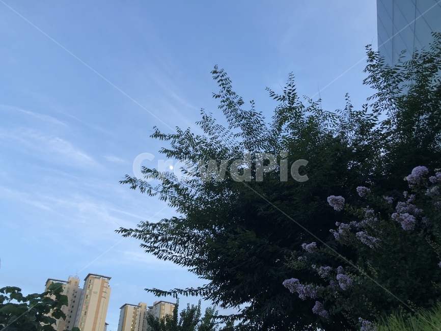 하늘,나무,보라색꽃,아파트,구름