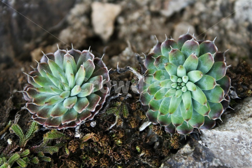 야생바위솔류,야생와송류,돌나물과,여러해살이풀,약용,종자번식,식물,자연,plants,nature