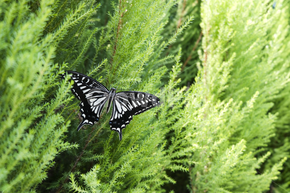 나비,자연,접사,butterfly,wings,nature,flying,season,6월,insect,곤충,jun