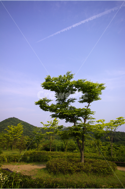 나무,하늘,공원,자연,color,nature,자연,풍경,nature,landscape,outdoors,옥외,grassland,목초지,field,들