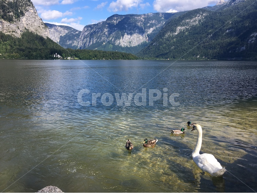 자연,풍경,호수,산,nature,자연경관,유럽,europe,lake,백조,평화,오스트리아,할슈타트,감성,동물,animal,조류,새,birds