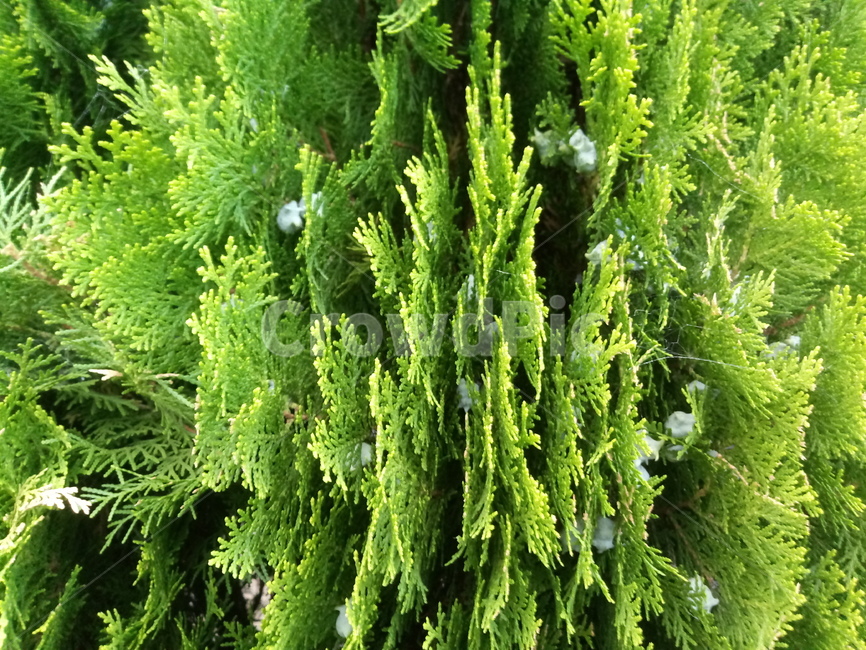 plant,식물,tree,나무,conifer,구과식물,spruce,가문비,초록,green,자연,풀,덤불,식물,자연,plants,nature