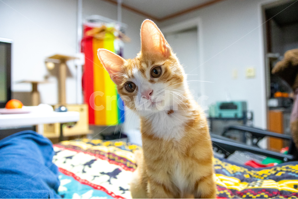 고양이,아기고양이,아가고양이,작은고양이,치즈고양이,코숏,치즈태비,동물,animal,포유류,mammal,고양이,cat,kitten,kitty
