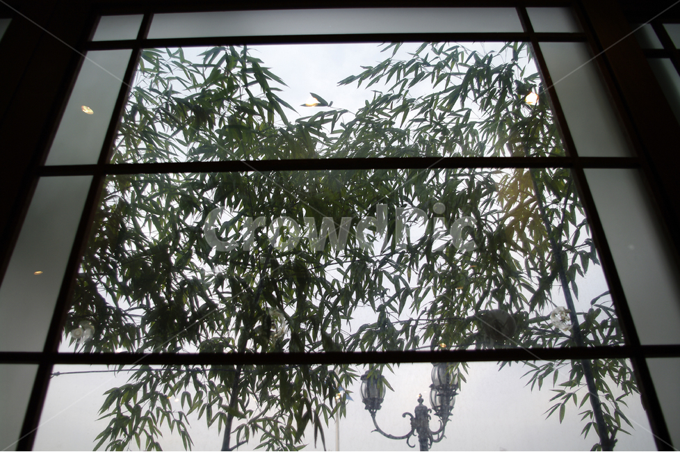 대나무,바람,감성,잎,창,창문,인테리어,실내디자인,interior design