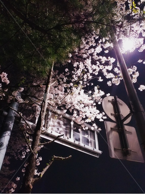 벚꽃,cherryblossom,봄,밤벚꽃,가로등,봄,계절,spring,season,야경,밤,풍경,nightscape,night,landscape,plant,식물,flower,꽃,blossom