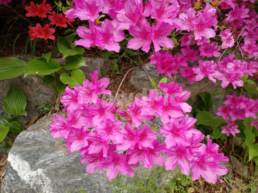 철쭉,smilerosebay,진달래과,식물,봄꽃,개꽃나무,springseasonflower,척촉화,낙엽관목,관상용