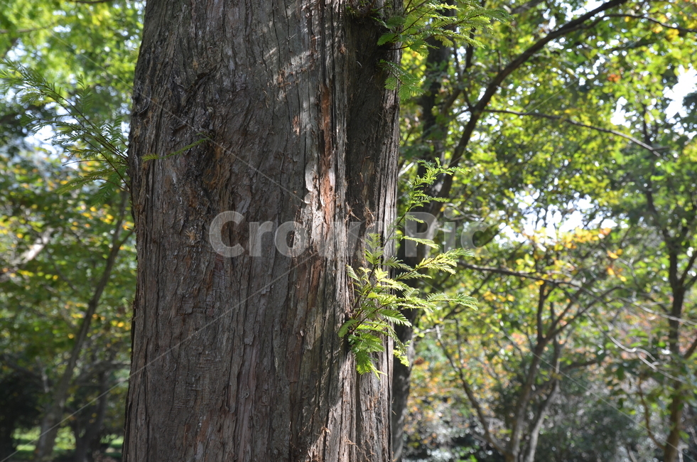 나무,나뭇잎,숲,산,여름,식물,식물,자연,plants,nature,나무,trees,wood