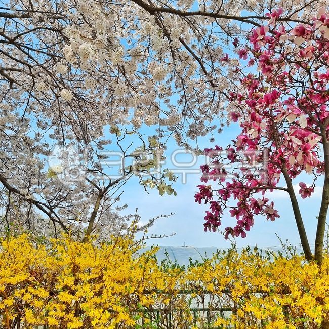 sky,cherry,Cherry Blossom,nature,cherryblossom,flower tree,flower,spring flowers,spring,springflower,magnolia,forsythia,flowertree