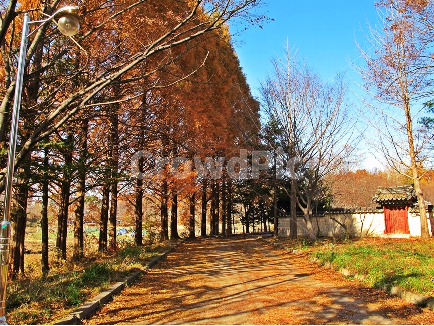 가을,단풍,단풍길,건지산,가을풍경,가을,계절,fall,autumn,season,자연,풍경,nature,landscape,한국자연풍경,한국자연경관,korea nature landscape,plant,식물,tree,나무,ground,바닥,tree trunk,나무 줄기