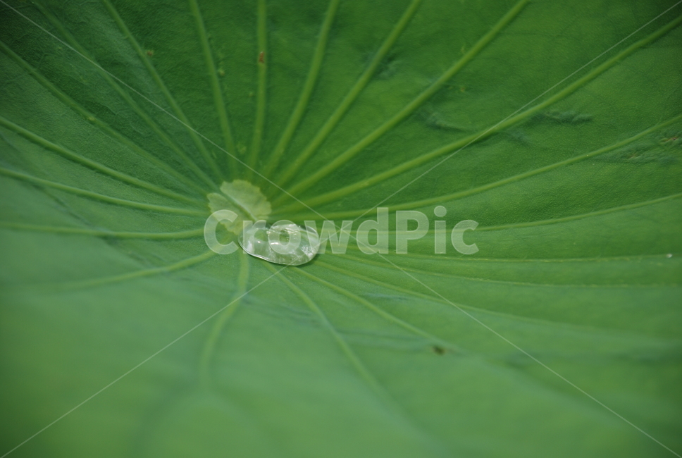 잎,plant,식물,leaf,작은물방울,droplet
