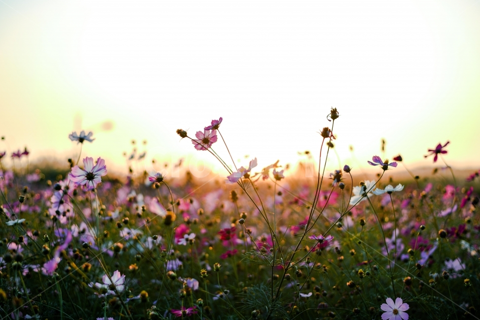 하늘공원,석양,가을,코스모스,추억,가을,계절,fall,autumn,season,자연,풍경,nature,landscape,식물,plants,꽃,flower,field,들,outdoors,옥외,grassland,목초지