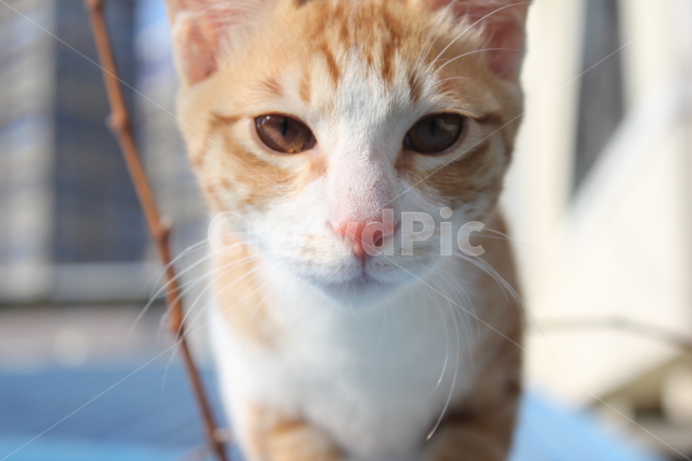 고양이,cat,길냥이,길고양이,야옹이,동물,animal,포유류,mammal,고양이,cat,kitten,kitty