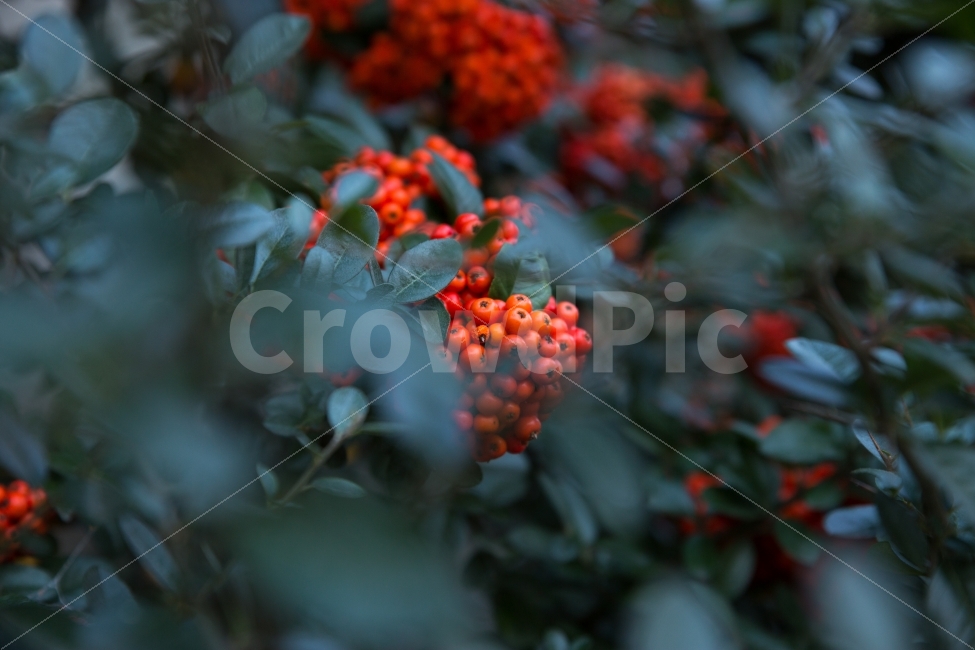 열매,자연,풀,피라칸타,피라칸사스,과일,열매,fruit,색깔,색상,색채,색감,color sense,color sensitivity,feeling of color