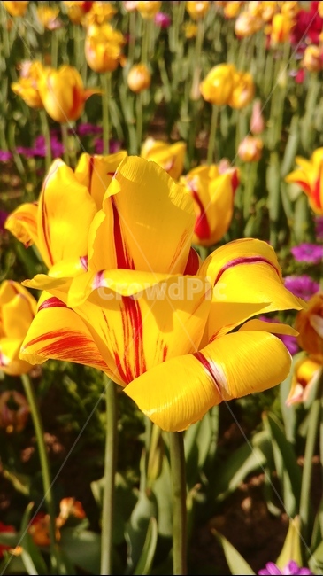 flower,튤립,tulip,분홍,흰꽃,식물,plants,꽃,flowers,spring,5월꽃,5월의꽃,봄,식물,자연,plants,nature,꽃,flower