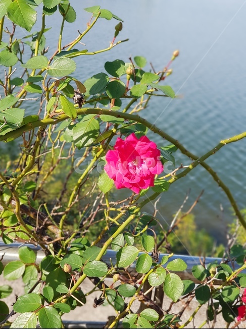 장미,자연,꽃,flower,rose,식물,자연,plants,nature,꽃,flower