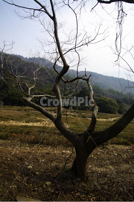 나무,식물,자연,tree,nature,plant,나무줄기