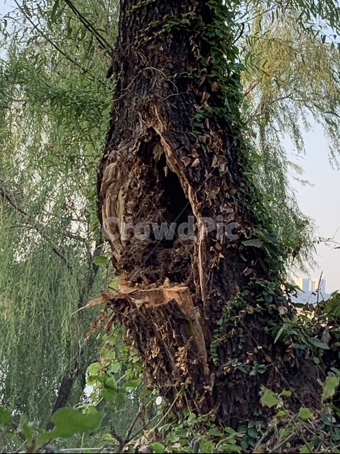 나무,새집,나무집,잎,식물,공원,산,산에있는새집,식물,자연,plants,nature,나무,trees,wood
