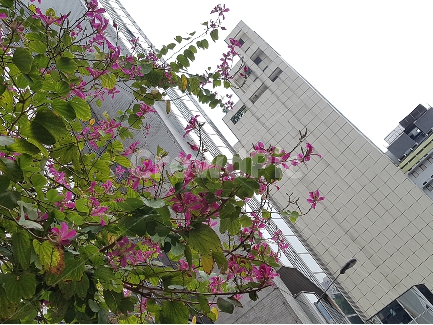 꽃,건물,조화,잎,나무,빌딩,도시,식물,자연,plants,nature,꽃,flower,건축물,건물외관,exterior,building,structure,architecture,construction