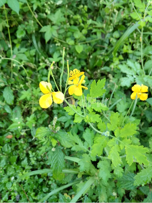 야생화,wildflower,들꽃,들풀,나뭇잎,leaf,식물,자연,plants,nature,꽃,flower